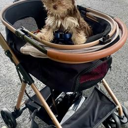 Yorkshire Terrier Puppies from Heart of Georgia Yorkies