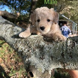 Green - Cream male Goldendoodle puppy in Lineville, Alabama from Dogwood Doodles of Alabama