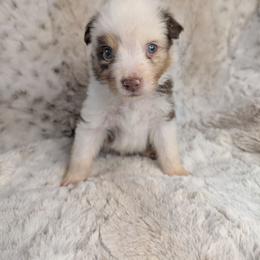 Gaston - Red merle male Miniature Australian Shepherd puppy in Bend, Oregon from Wonderland Aussies