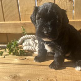 Infinity - Salt and pepper female Miniature Schnauzer puppy in Hemet, California from Journee Home Mini Schnauzers