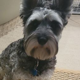 Miniature Schnauzers from Appaloosa Farm