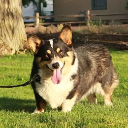 Rio - Pembroke Welsh Corgi