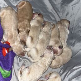 Goldendoodle Puppies from Arrowood’s precious doodles