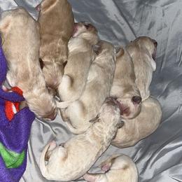 Goldendoodle Puppies from Arrowood’s precious doodles