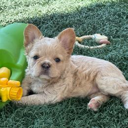 Game of Thrones, Daenerys Targaryen (fluffy) - Cream female French Bulldog puppy in Salem, Oregon from Toy House Frenchies
