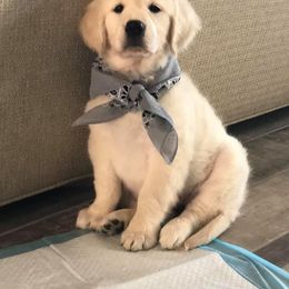 Goldendoodle and Golden Retriever Puppies from Angelic Goldens