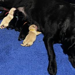 Green - Black male Labrador Retriever puppy in Williston, Florida from Royal K Labradors