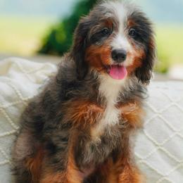 Silver (socialization program student) - Blue merle male Bernedoodle puppy in Dundee, Ohio from Down Home Doodle