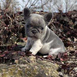Piper - Blue female French Bulldog puppy in Wichita, Kansas from Let's keep it frenchie!