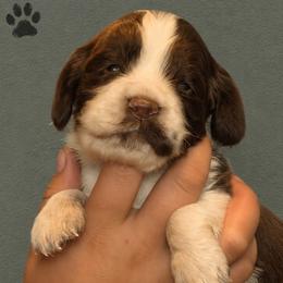 Lizzy - Liver and white female English Springer Spaniel puppy in Fort White, Florida from Thunderbird Springers