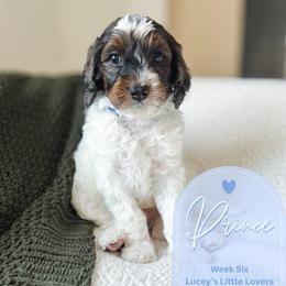 Prince - Phantom male Goldendoodle puppy in California City, California from Summer Sun Doodles