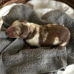 Buddy - Red merle male Australian Shepherd puppy in Tyner, Kentucky from Lil’ Town Aussies