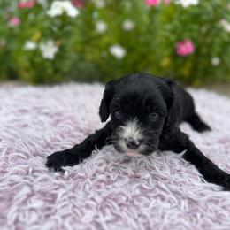 Waylon - Black male Cavapoo puppy in Thorndale, Texas from Hattie’s Texas Cavapoos