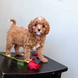 Bernedoodle and Cavapoo Puppies from Wag'in Tails