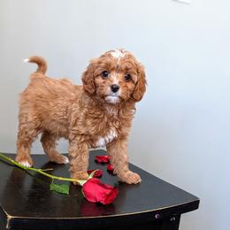 Bernedoodle and Cavapoo Puppies from Wag'in Tails