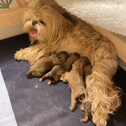 Shih Tzu Puppies from Once in a Lifetime Shih Tzu