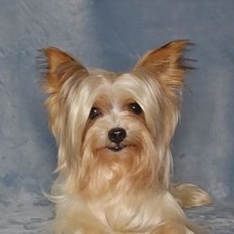 GusGus - Yorkshire Terrier