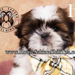 Ivy - Black gold and white female Shih Tzu puppy in Muskogee, Oklahoma from House Sakura Shih Tzu