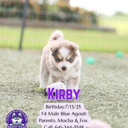 Kirby - Blue male Pomsky puppy in Humeston, Iowa from M.A.R. Dogs