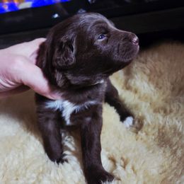 Australian Shepherd Puppies from The Fieldstead's Aussies