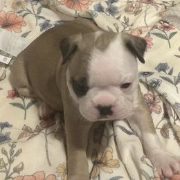 River - Seal and white Boston Terrier puppy in Nottingham, New Hampshire from Brenda Wilber’s Bostons