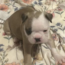 River - Seal and white Boston Terrier puppy in Nottingham, New Hampshire from Brenda Wilber’s Bostons