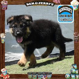 BEN N JERRY --- He is a sensational large boy - Black and red male German Shepherd puppy in Murrieta, California from Diamond Oaks German Shepherds