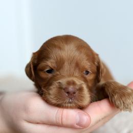 Navy - Caramel red male Australian Labradoodle puppy in Williamstown, New York from Lewis Manor Labradoodles