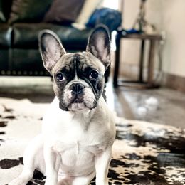 Harper - French Bulldog