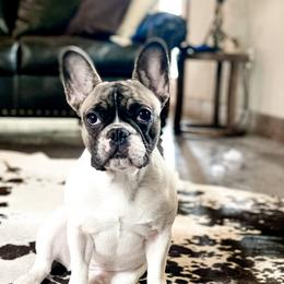 Harper - French Bulldog