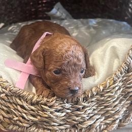 Roxie - Red  female Poodle puppy in Okc, Oklahoma from Designer Poos By Diva