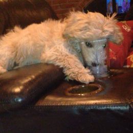 Maltipoo and Poodle Puppies from Kack's Poos
