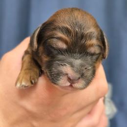 Cocoa - Sable male Goldendoodle puppy in Crawfordsville, Iowa from DoodleBlessings