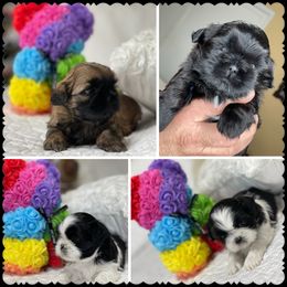 Shih Tzu Puppies from Maria's Shih Tzus