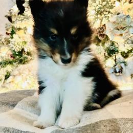 Luke - Black white and tan male Shetland Sheepdog puppy in Lufkin, Texas from Milady’s Shelties East Texas