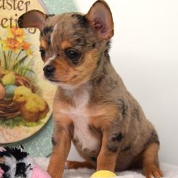 Chihuahua puppies from Rocky Top Hearts