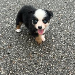 Cloud - Black tri male Toy Australian Shepherd puppy in Puryear, Tennessee from A&W Toy Aussies