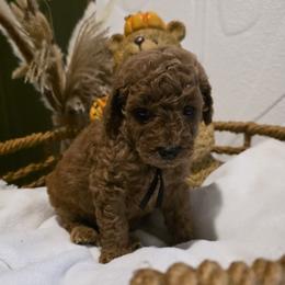 Black collar boy - Red  male Goldendoodle puppy in Bristol, Tennessee from 4goldendoodles