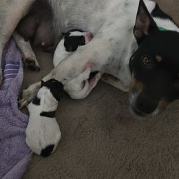 Clifford - Black and white male Teddy Roosevelt Terrier puppy in Williamston, North Carolina from MOONSHINE TERRIERS