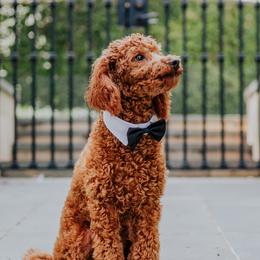 Spruce - Poodle