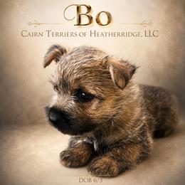 Bo - Wheaten brindle male Cairn Terrier puppy in Pottersville, Missouri from Cairn Terriers of Heatherridge,LLC