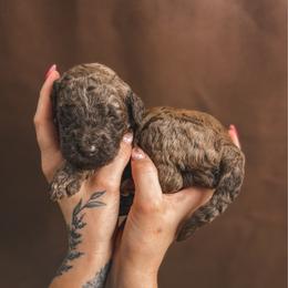 Turtle - Brown male Poodle puppy in Midwest City, Oklahoma from Strawberry Hill Puppy Patch