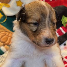 Rudolph - Sable and white male Collie puppy in Carencro, Louisiana from Cajun Bayou's Collies LLC