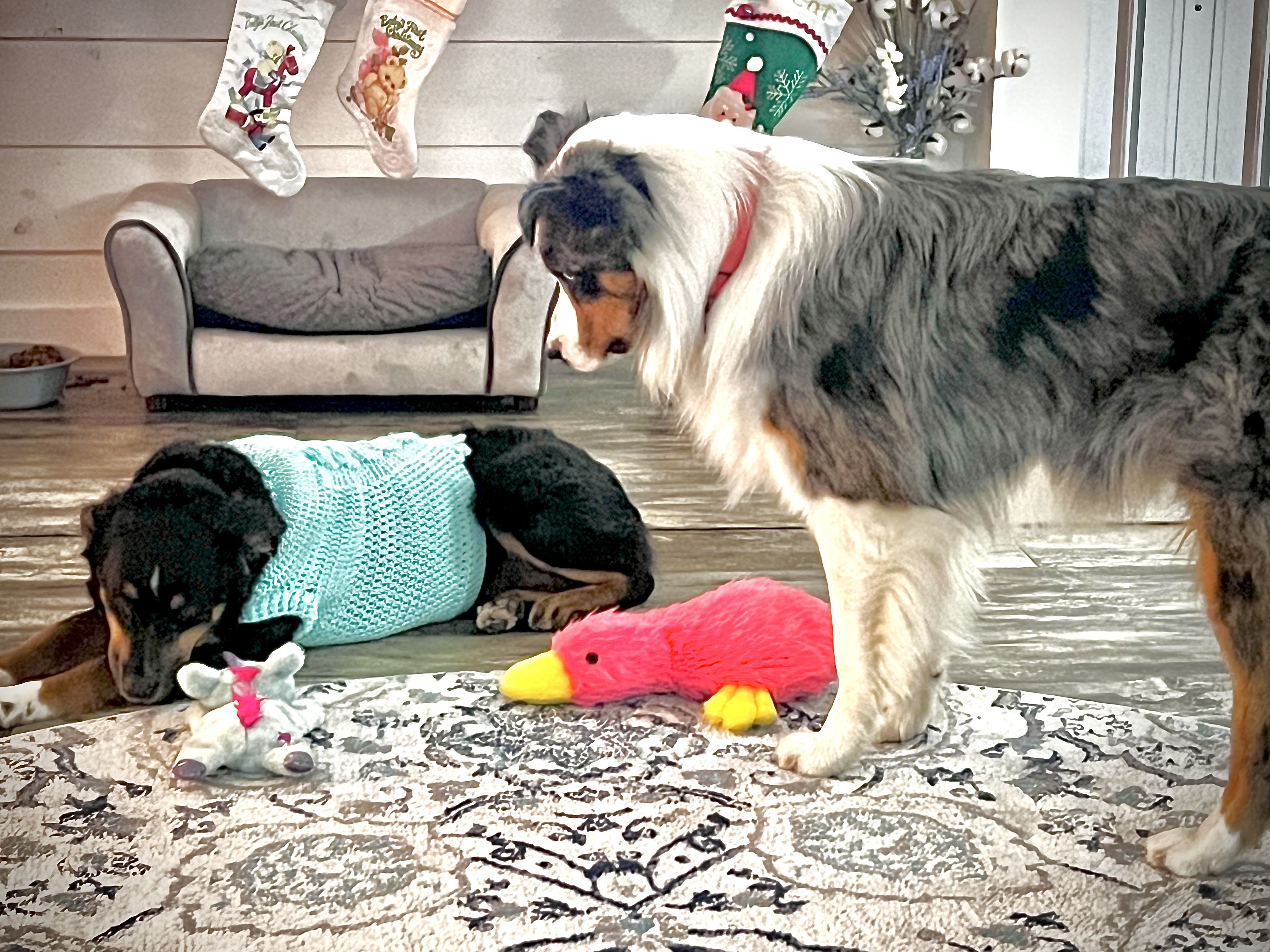 Wagon Wheel Kennels Australian Shepherds in South Carolina Australian