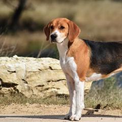 Harriers and Smooth Fox Terriers from Sheez-Beez Kennel