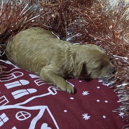 Dancer - Red  female Goldendoodle puppy in Home, Pennsylvania from Plum Creek Acres Next Generation