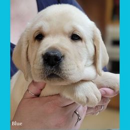 Blue collar girl - Yellow female Labrador Retriever puppy in Nacogdoches, Texas from Westlane Dogs