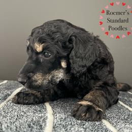 Phantom Female - Phantom female Poodle puppy in Wabasha, Minnesota from Roemer’s Standard Poodles