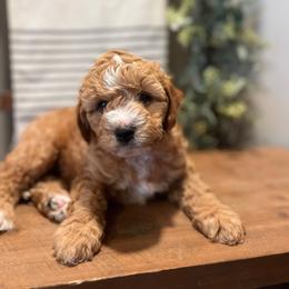 Sammy - Apricot male Cavapoo puppy in Englewood, Ohio from Hart’s Cavapoos