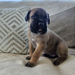 Fawn red male - Fawn male Cane Corso puppy in Jacksonville, North Carolina from Coliseum de Cassiope